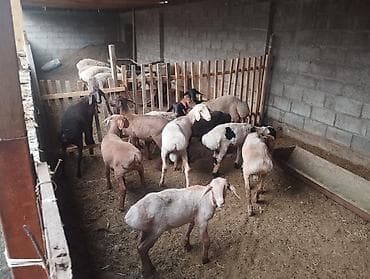 бараны: Продаю | Баран (самец) — 4
