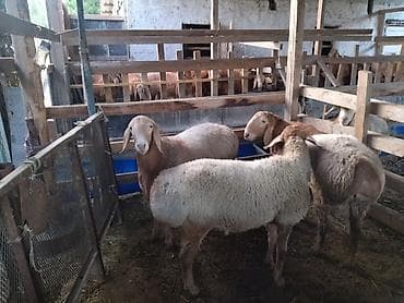 кобыла самка: Продаю | Баран (самец) | Арашан | Для разведения | Племенные — 1