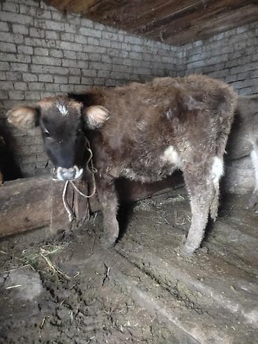 карову: Продаю | Музоо, торпок | На откорм | Привязанные — 1