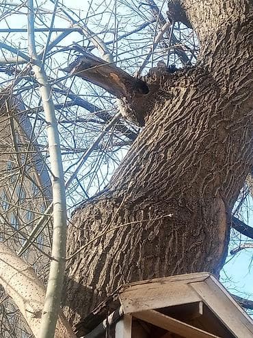 рубка дров цена: Отдам дерево даром — 3