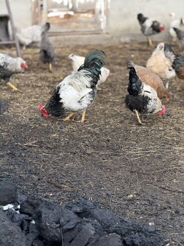 Продаю | Петух | Домашняя | Для разведения