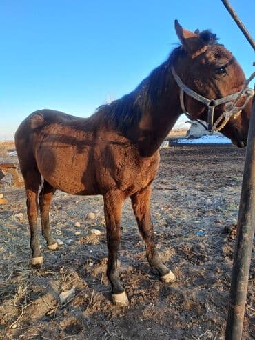 продам козу дойную: Продаю | Жеребенок — 3