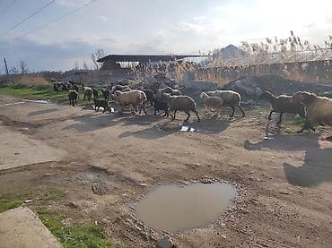 сокол птица цена: Продаю | Овца (самка) | Для разведения | Матка — 3