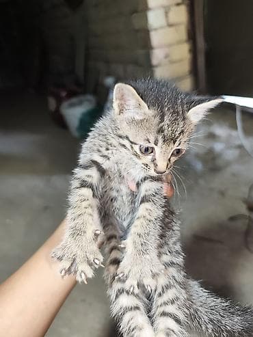 кошка малинкый: Отдам даром: трое котят с мамой - Количество: 3 котёнка + мама-кошка — 2