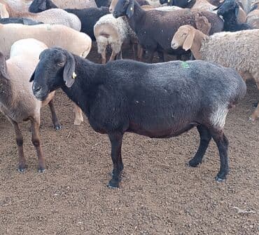 где можно купить овец гиссарской породы: Продаю | Овца (самка) | Гиссарская, Арашан | Матка — 7
