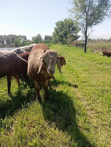 ит атаар: Сатам | Кочкор (эркек) | Арашан | Көбөйтүү үчүн — 6