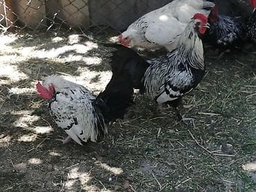 бездомные кошки: Продаю | Петух | На забой, Для разведения, Для боев — 1