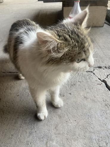 арзан иттер: Мышык бекер берилет: Породасыз, 2 айлык, Ургаачы, Лотокко барууга үйрөтүлгөн — 10