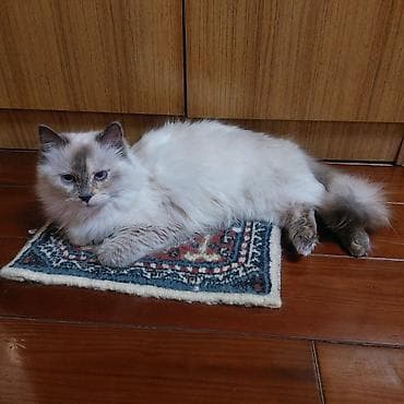 кошка рэгдолл цена: Рэгдолл, 11 месяцев, Девочка, Приучена к лотку — 1