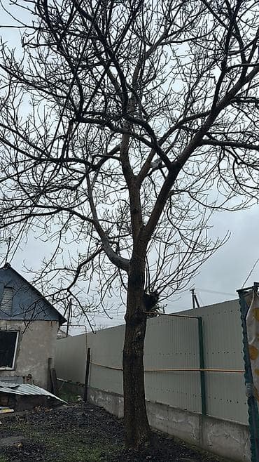 сухой карагач: Плодовое дерево (грецкий орех) для пересадки/дров/заготовки древесины — 1