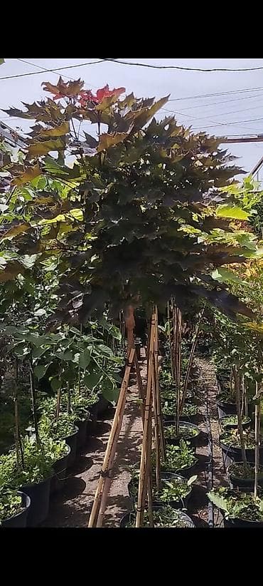 стройител: Дизайн | Дома — 7