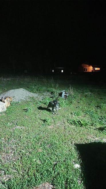 уй сатып алам бишкек: Продаётся,русский охотничьий спаниель,1год сука,черно-белым — 2