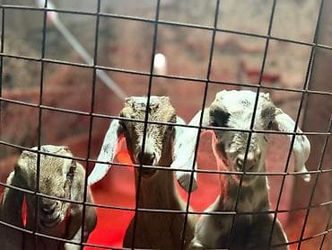 Продам с/х животных: Продаю | Козлёнок | Нубийская | Для разведения — 1