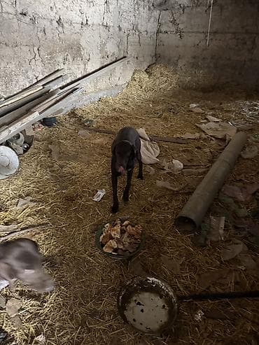 Кошки: Немецкая курцхаар (короткошёрстная легавая) — взрослые собаки с — 4