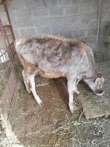 быки 1 5 года: Продаю | Бык (самец) | Швицкая | На откорм | Искусственник — 5