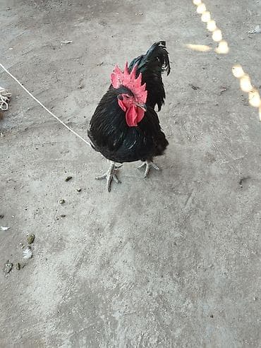 Продаю | Петух | Домашняя | Для разведения