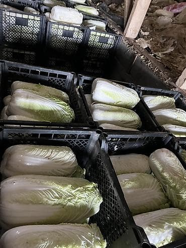 Капуста Пекинская, Оптом