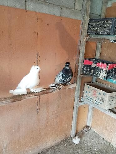 утки белые: Голуби породы космачи (мохноногие) - Окрас: белые и пёстрые вариации — 1