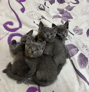 2 месяца, Девочка, Метис, Приучена к лотку at lalafo.kg 2 месяца, Девочка, Метис, Приучена к лотку