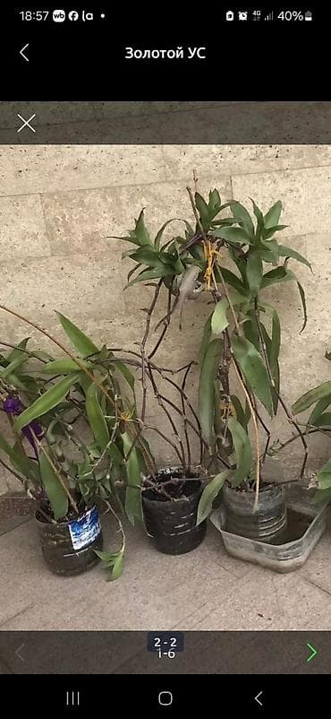 Женское счастье (Спатифиллюм): Алоэ (в горшке) - Крупный куст алоэ с несколькими розетками и — 2