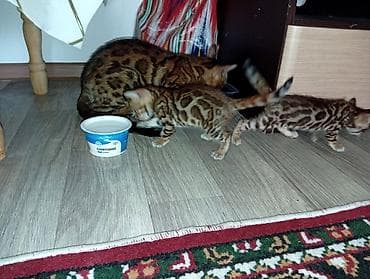 кошки манчкины: Бенгальская, 1 месяц, Девочка, Приучена к лотку — 5