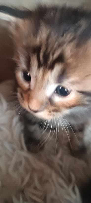 купить кошку манчкин: Мейн-Куны 🥰🥰🥰. Предлагаются к брони 🐱 Рысята ♥️ Чистокровные — 1