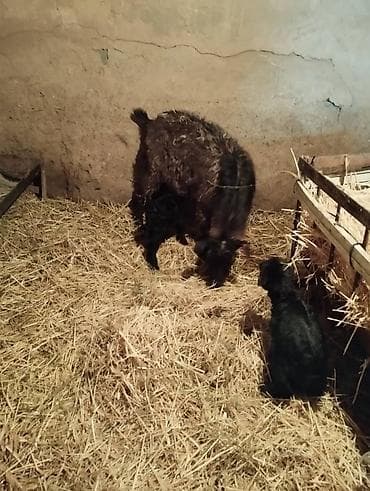 Продам с/х животных: Продаю | Коза (самка) | Для разведения | Племенные — 5