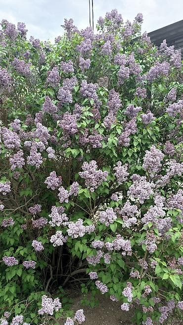 лаванда цветы: Сирень обыкновенная один большой букетик 1000с. - Сортовая сирень с — 1