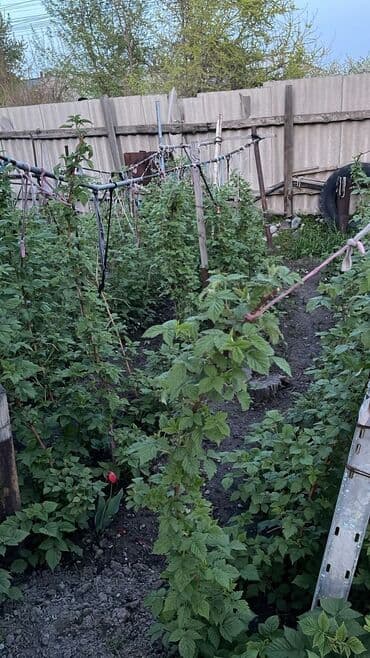 дома западный автовокзал: Барачный, 65 м², 3 комнаты, Риэлтор, Старый ремонт — 13