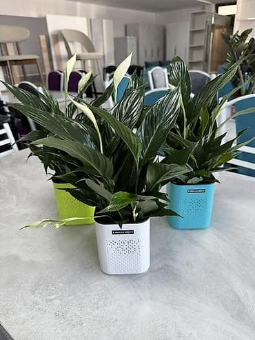 Бөлмө өсүмдүктөрү: Комнатные растения в декоративных горшках - Ассортимент: компактные — 2