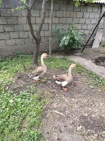 голуби животное: Мускусные утки (индоутки) и гуси для подворья. - Порода: мускусные — 8