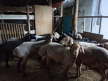 ат баши: Продаю | Ягненок, Баран (самец) | На забой, Для разведения | Осеменитель — 2