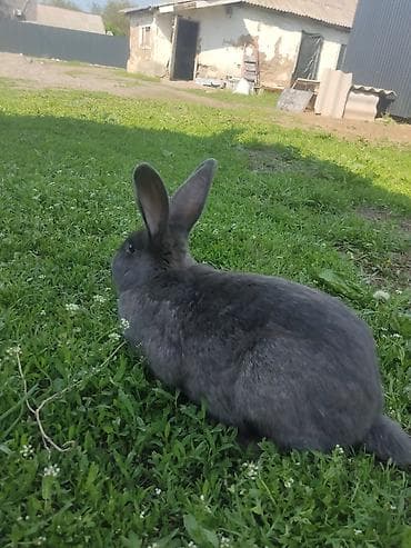 бээ байтал тай: Продаю | Крольчиха (самка) | Для разведения | Племенные — 2