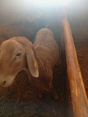 ящик для документов: Продаю | Баран (самец) | Для разведения | Племенные — 2