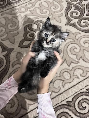 Котята домашние, короткошёрстные. Окрас: один дымчато-черепаховый с
