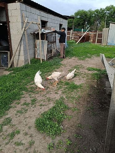 шамо: Продаю | Куры | Бойцовая, Дакан | Для разведения, Для боев — 1