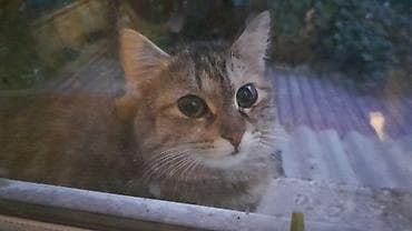 Кошки: Кошка даром: Беспородная, 8 месяцев, Девочка — 1