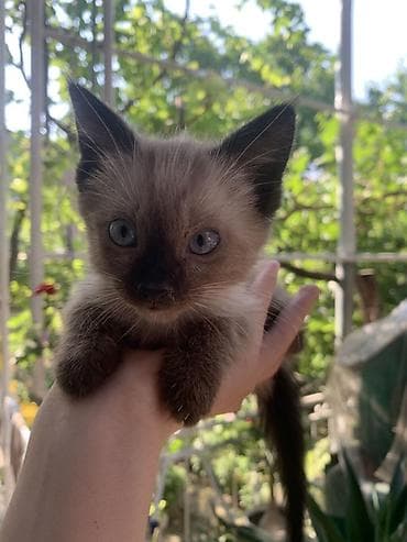 Котята с сиамским (колор-пойнт) окрасом. - Возраст: примерно 1,5–2