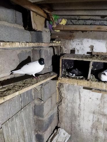 Продаю головастики,пакистанцы,такла турецкая,есть готовые пары и