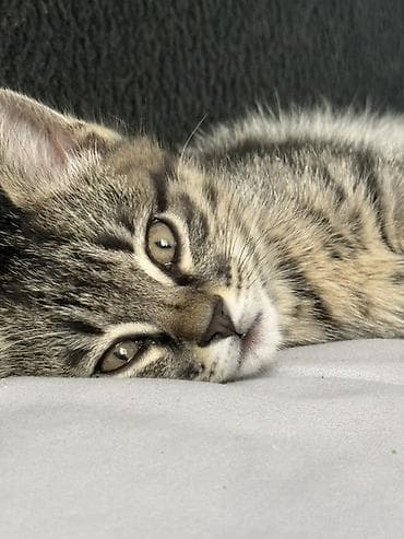 бурманская кошка: Котёнок метис — 2