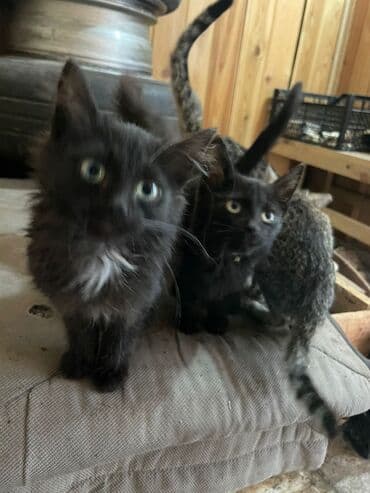 котятя: Срочно отдам за хорошие руки 3 мальчика 1 девочка Котята домашние — 1