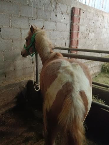 жеребая: Продаю | Жеребец | Для разведения — 2
