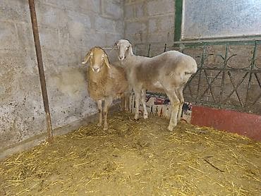 для овец: Продаю | Овца (самка) | На забой, Для разведения | Ярка — 5