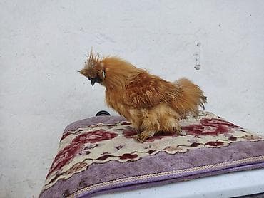 породистые котята бишкек: Продается молодой петушок породы китайский шелковый. писать только на — 5