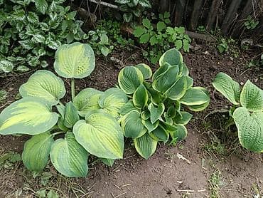 купить цветы петунии: Хоста декоративная очень много хосты кусты и по одной розетке цены — 8