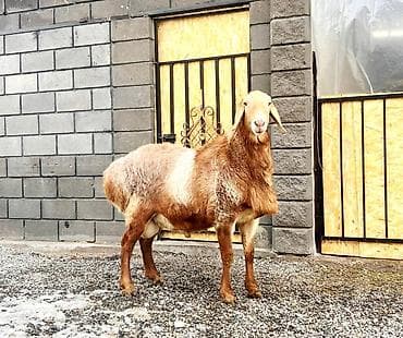 митиз кой: Продаю | Овца (самка), Ягненок, Баран (самец) | Гиссарская, Арашан | На забой, Для разведения | Племенные — 1