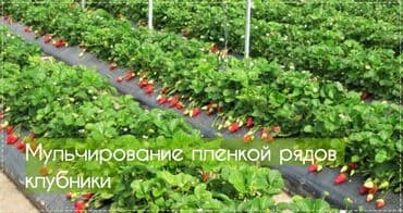 бумажные пакет: Самовывоз — 6