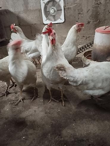 Куры, петухи: Продаю | Инкубационные яйца | Леггорн | Для разведения, Несушки — 2