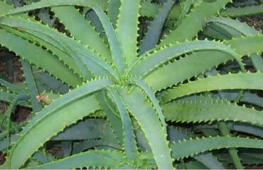 сок алоэ цена бишкек: Продаю Алоэ 3х летние и больше от 250с до 400с золотой ус (Каллизия — 1