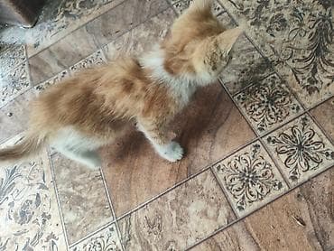 игрушки кошек: Отдам 3х котят в хорошие руки, г. Кара-Балта — 2